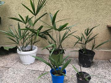 Piante palma da giardino