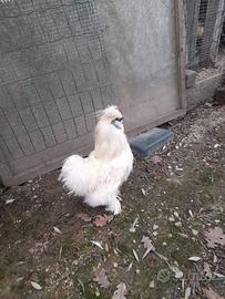 Galline e galli Moroseta