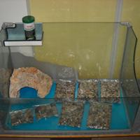 TARTARUGHIERA IN VETRO CM. 80 X 47 ACCESSORIATA