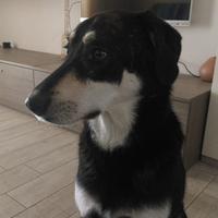 Cane taglia medio grande