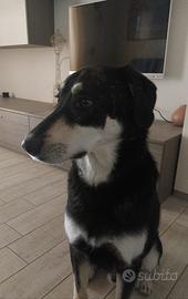 Cane taglia medio grande