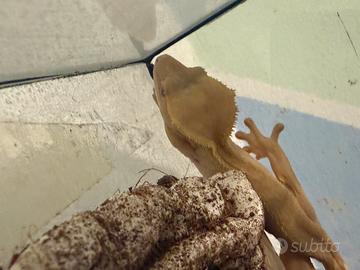Geco ciliatus + teca