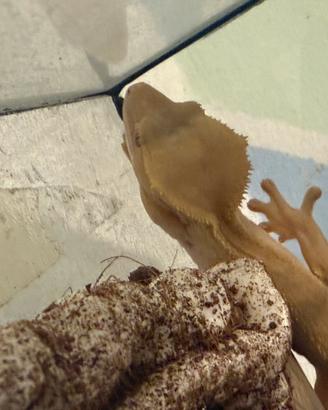 Geco ciliatus + teca