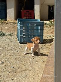 Cuccioli di jack russel terrier