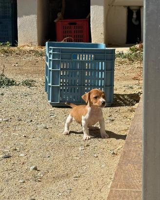 Cuccioli di jack russel terrier