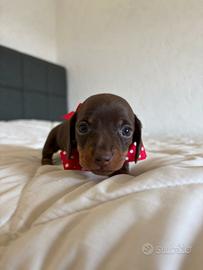 Bassotto KANINCHEN CIOCCOLATO disponibile