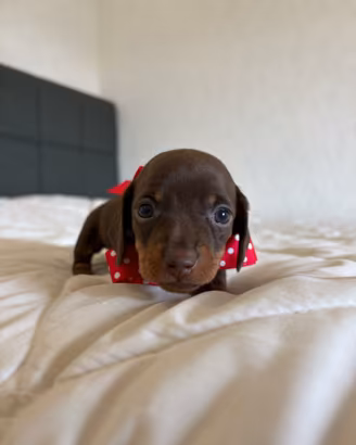 Bassotto KANINCHEN CIOCCOLATO disponibile