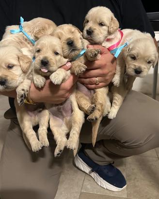 Cuccioli golden retriever