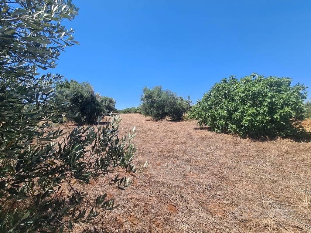 Terreno di 2900 m² a Alberobello - Altro