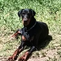 Dobermann maschio X Monta