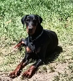 Dobermann maschio X Monta