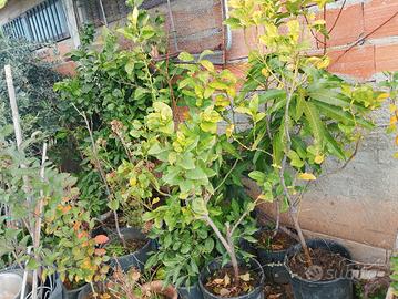 alberi di bergamotto 