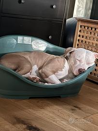 Pitbull con pedigree