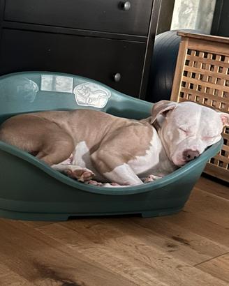 Pitbull con pedigree