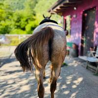 Castrone argentino da passeggiata e trekking