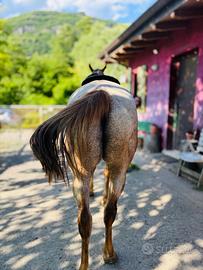 Castrone argentino da passeggiata e trekking