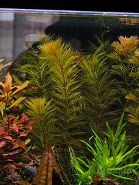 myriophyllum roraima pianta acquario 