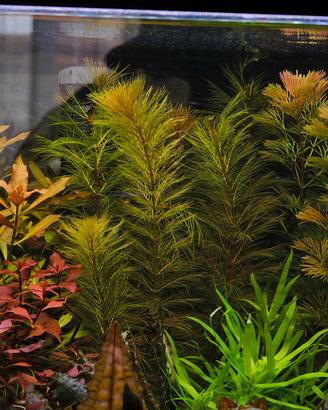 myriophyllum roraima pianta acquario 