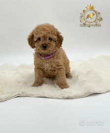 Strepitosa cucciola barboncino toy Red