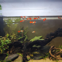 Guppy Koi selezionati