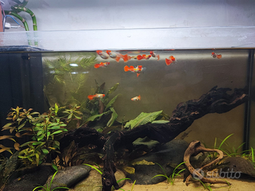 Guppy Koi selezionati