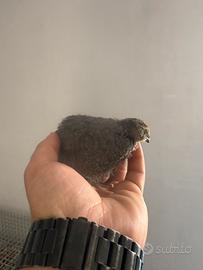Quaglie jumbo ornamentali