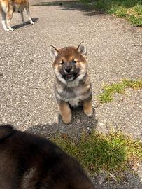 Cuccioli shiba da prenotare
