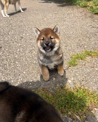 Cuccioli shiba da prenotare