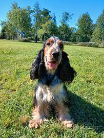 Cuccioli tricolore Cocker Spaniel inglese