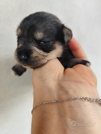 Cuccioli maltese con pincher mini mini