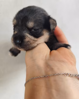Cuccioli maltese con pincher mini mini