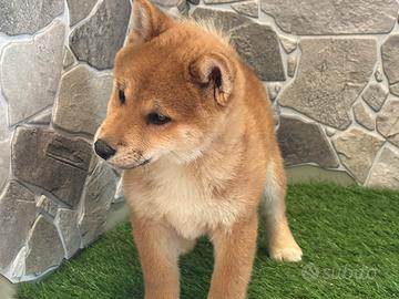 Shiba inu