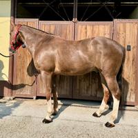 Castrone bravissimo di 16 anni per bambini