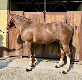 Castrone bravissimo di 16 anni per bambini