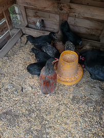 Pulcinotti 2 mesi e mezzo