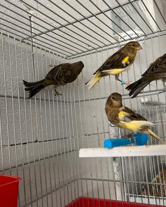 Uccelli