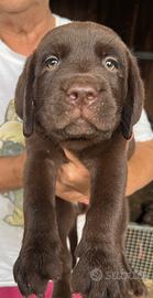 Labrador marroni con pedigree
