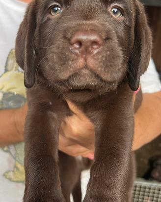 Labrador marroni con pedigree