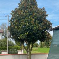 Magnolia