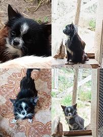 Chihuahua femmina di un anno con PD