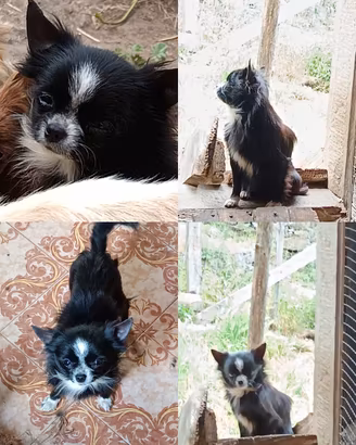 Chihuahua femmina di un anno con PD