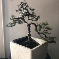 Bonsai ginepro Chinensis