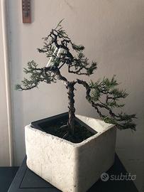 Bonsai ginepro Chinensis