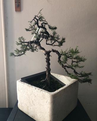 Bonsai ginepro Chinensis
