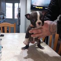 American Bully Pochet