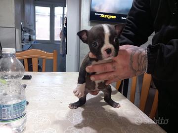 American Bully Pochet