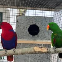 Coppia Ecletto riproduttiva