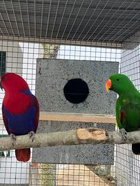 Coppia Ecletto riproduttiva