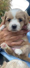 Maltipoo