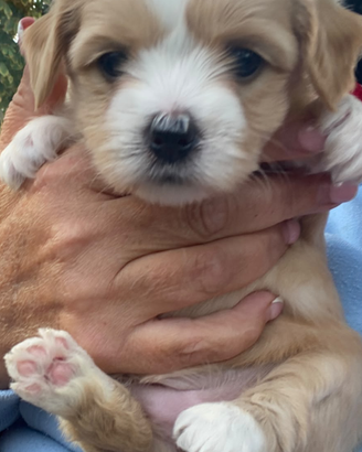 Maltipoo